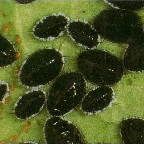 thumbnail for publication: Citrus Blackfly, Aleurocanthus woglumi Ashby (Insecta: Hemiptera: Aleyrodidae)